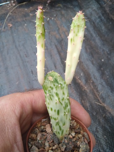 Variegated opuntia sunburst - variegated, "sunburst"