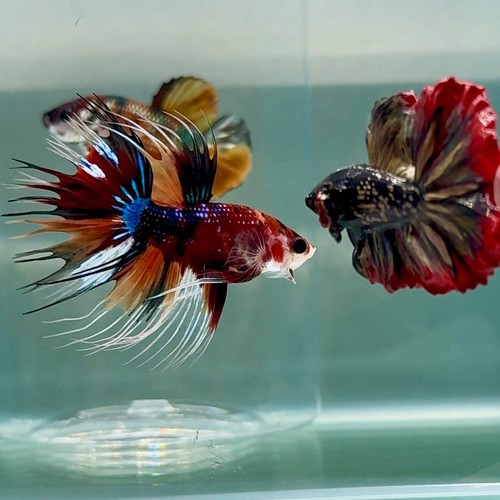 Crowtail koi multicolor - koi,