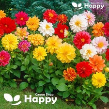 Dahlia Variabilis Dwarf Unwins Mix - 110 Seeds - Large Semi-double Flowers