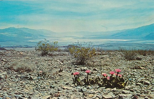 Beavertail cactus blooms - beavertail,