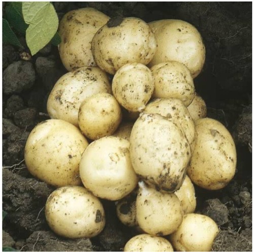 Valor seed potatoes main crop - seed,