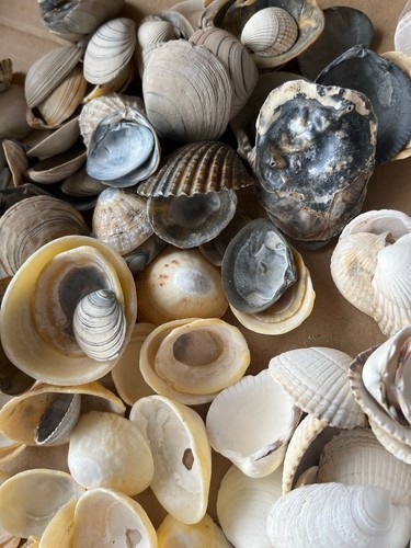 1kg natural sea shells large - sea,