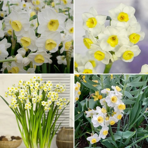Daffodil avalanche spring - avalanche, x