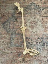 Adam Rouilly Anatomical