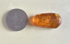 Fossil Baltic amber contains