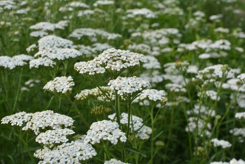 White yarrow plug plants - 6,