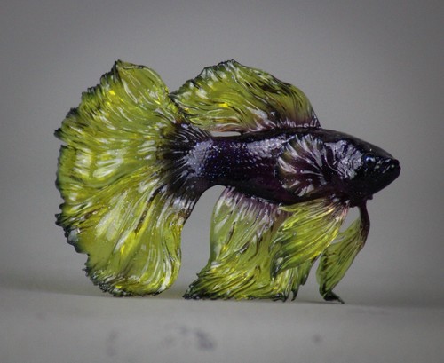 Clearware ooak betta - cm, ~