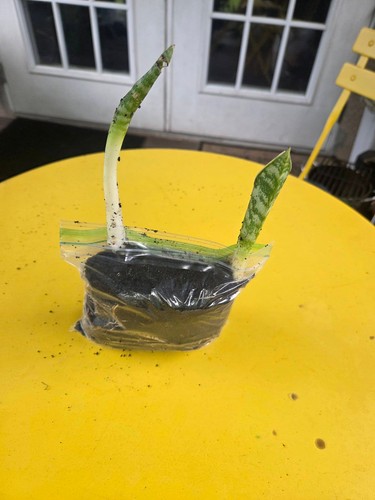 In sansevieria - 9,