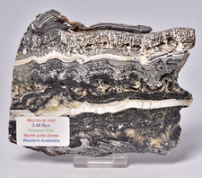 MICROBIAL MAT, Dresser Fmt