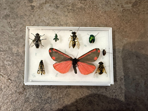 Eight great british insects