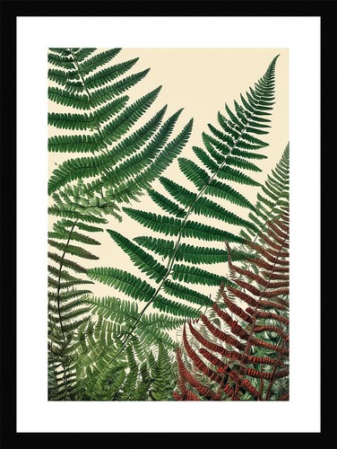 Refined fern fronds - fern,