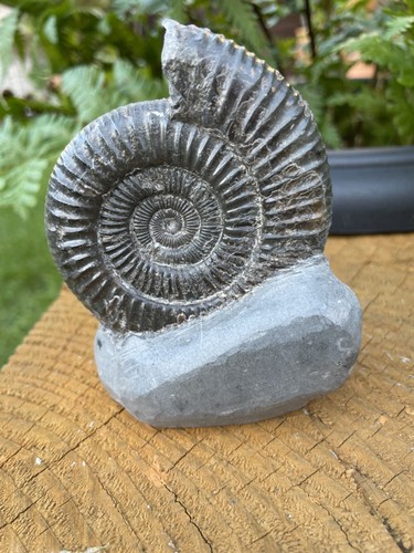 Dactylioceras ammonite fossil - dactylioceras,