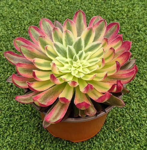 Aeonium chrysanthemum new - aeonium, ‘chrysanthemum'