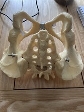 Anatomical Pelvis Antenatal