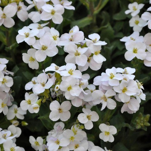Aubrieta plug plants - , garden