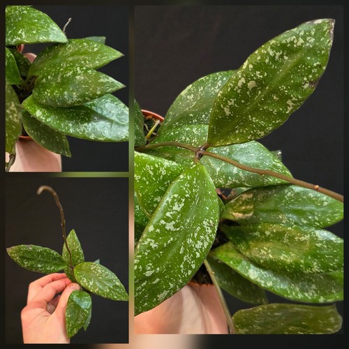 Hoya rundumensis splash 1x - rundumensis,