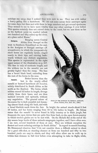 Original old antique print - original,