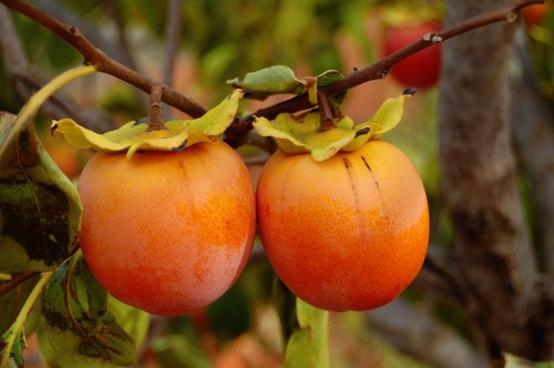Very delicious persimmon tree - delicious,