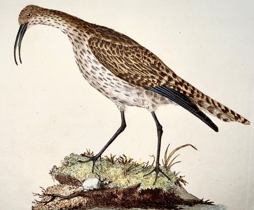 1794 edward donovan whimbrel - edward,