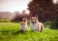 Furry Friends CBD.Com