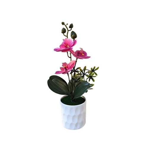 Flower phalaenopsis orchid - 3,