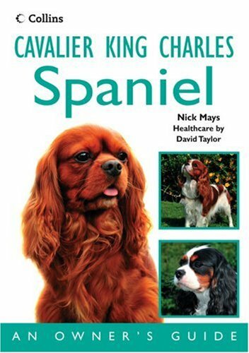 Cavalier king charles spaniel - cavalier,