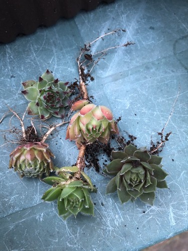 Baby sempervivum rooted - 5x,