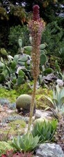 Agave chiapensis 9cm Pot