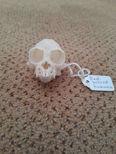 Taxidermy skeleton bones tattoo voodoo zoo SKULL RED-HANDED TAMARIN MONKEY