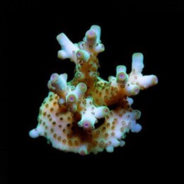 Aquacultured skyline granulosa - skyline,