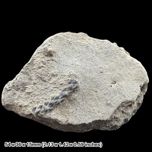 Pagiophyllum fossil plant - fossil,