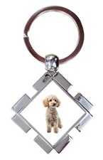 Miniature Poodle Dog Pet