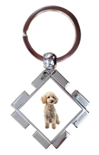 Miniature poodle dog pet - miniature,