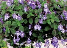 Pretty Mauve Trailing