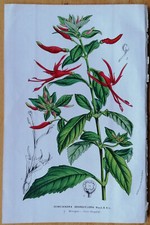 Van Houtte Flore de Serres