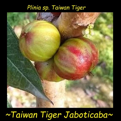Taiwan tiger jaboticaba - ~taiwan,