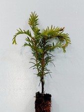 Yew Hedge Plants 20cm - 30cm