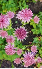 Astrantia 'Roma' Soft Pink