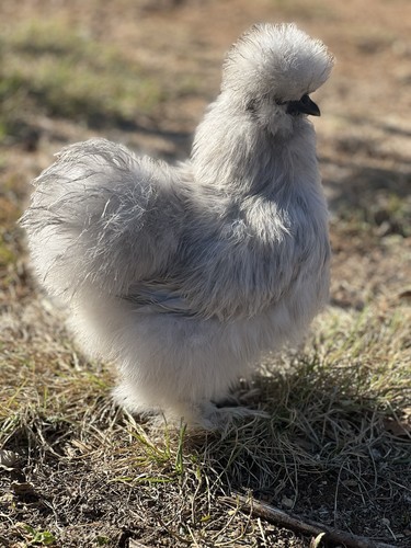 Lavender silkie hatching - silkie,
