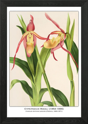 Cypripedium roezli orchid - cypripedium,