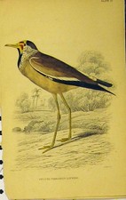 Original Old Antique Print Striped-Throated Lapwing Bird C1880 Hand Coloured