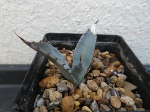 Agave guiengola shown in - guiengola,,