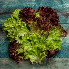 LETTUCE 'Lollo Rosso' | x20 XL