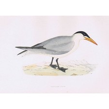 BIRDS Caspian Tern - Hand