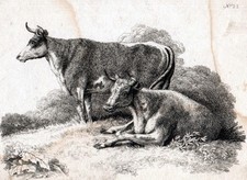 COWS IN FIELD 1801 Samuel