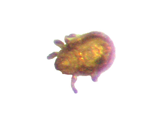 Pliocene amber kenya africa - pliocene,