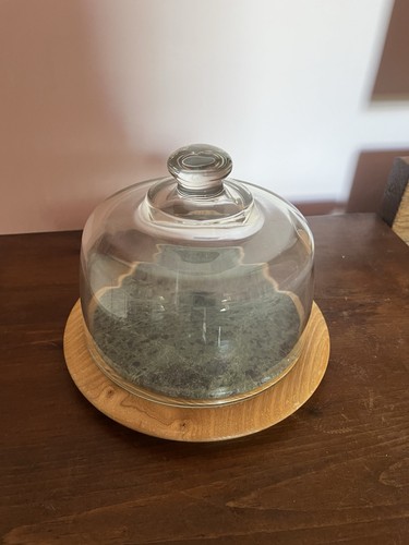 Vintage glass food dome - vintage,