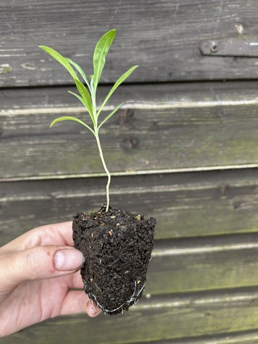 Large bare root plug - large,