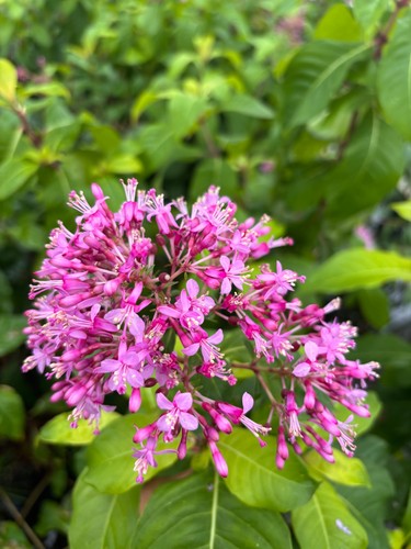 Fuchsia arborescens tree