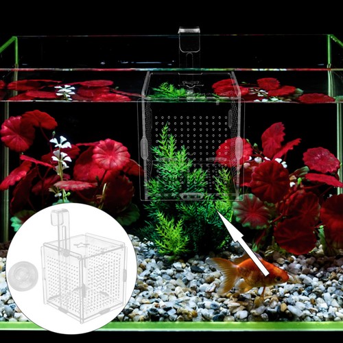 Fish holding box tank - fish,